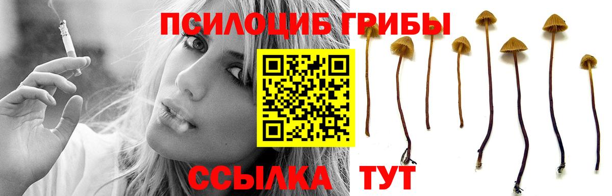 Галлюциногенные грибы Psilocybe Октябрьский